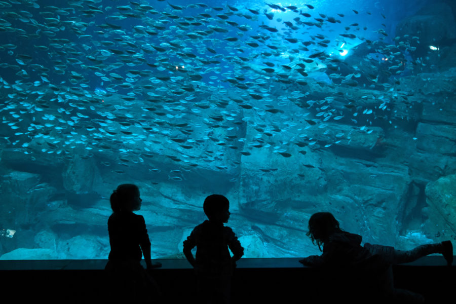 Историята на първия аквариум в света