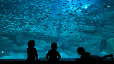 Историята на първия аквариум в света